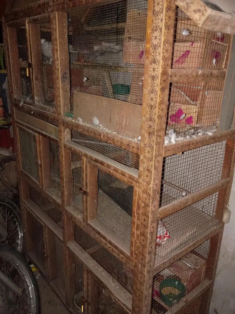 big size cage — photo 2