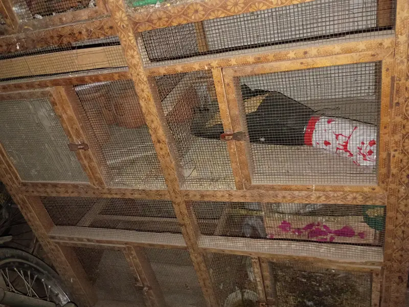 big size cage — photo 3