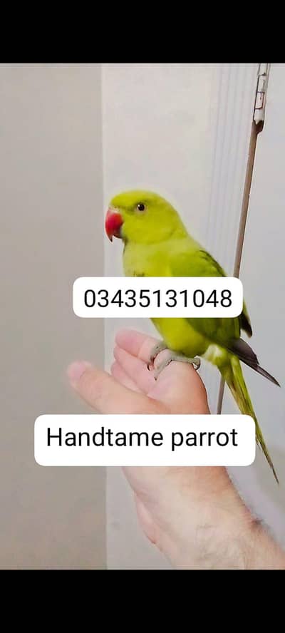 Green ringneck parrot handtame