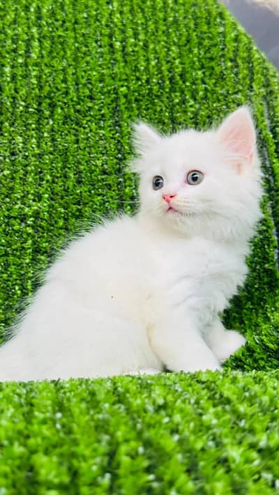 Persian Kitten for sale litter train triple coat white and caligo