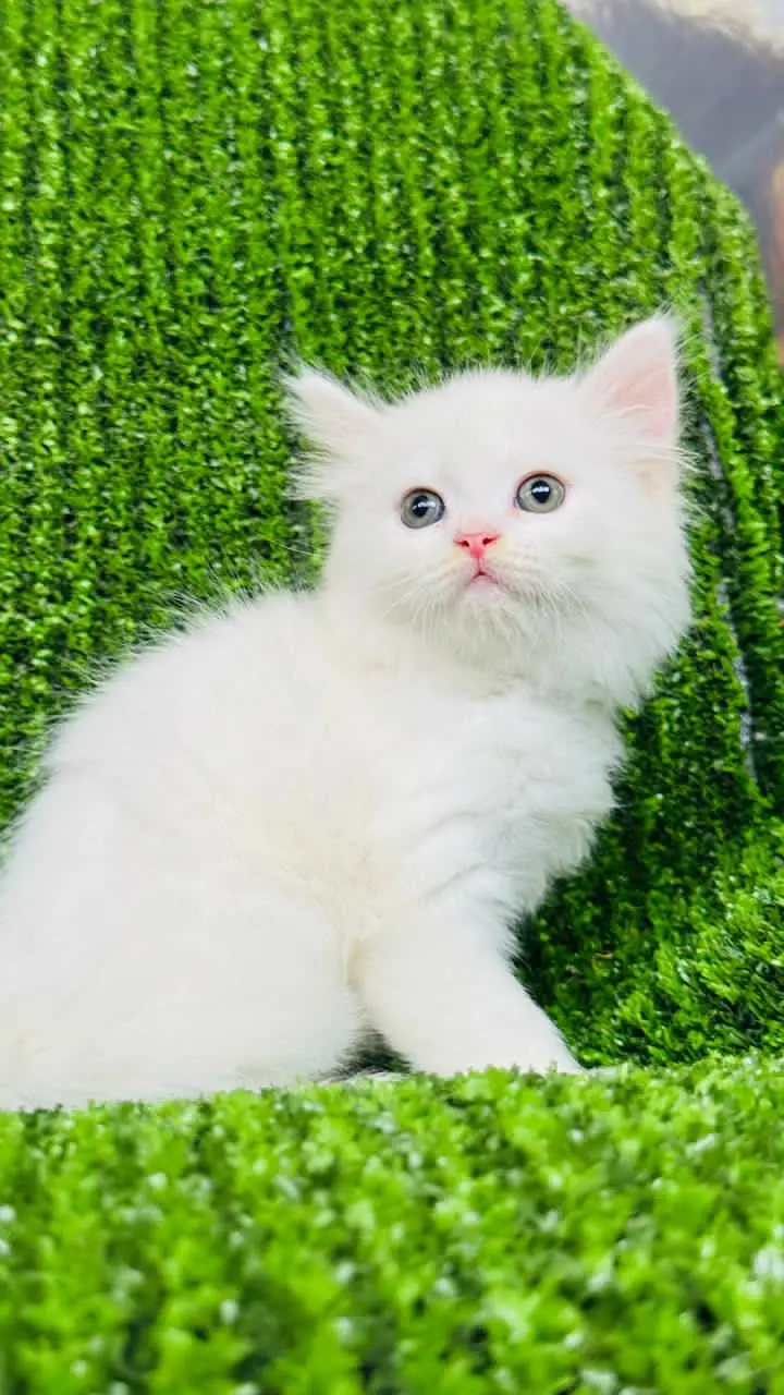 Persian Kitten for sale litter train triple coat white and caligo — photo 2
