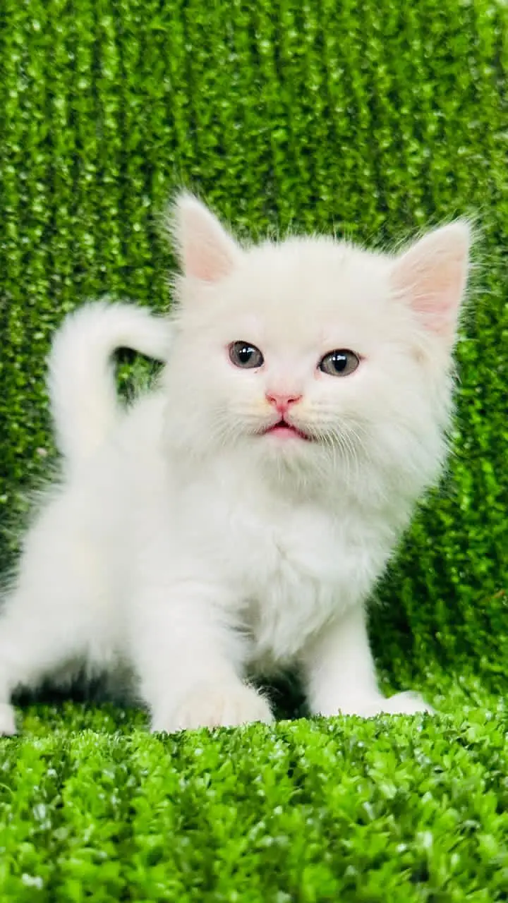 Persian Kitten for sale litter train triple coat white and caligo — photo 3
