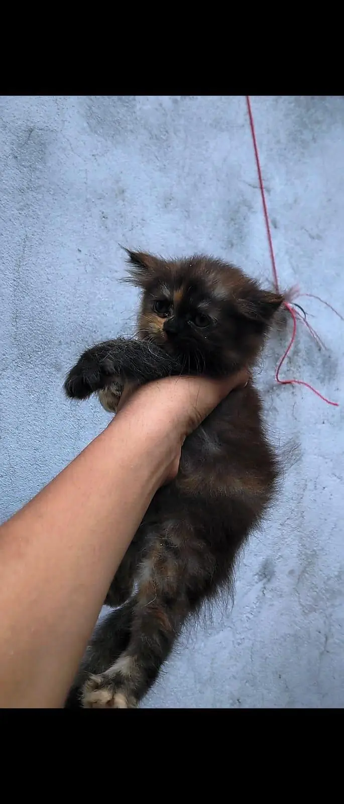Persian Kitten for sale litter train triple coat white and caligo — photo 4