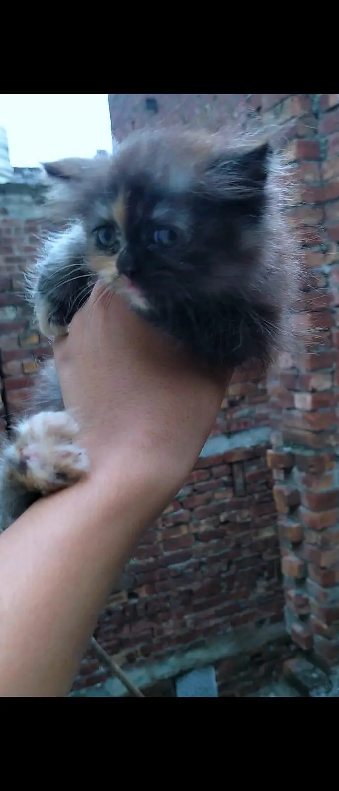 Persian Kitten for sale litter train triple coat white and caligo — photo 5