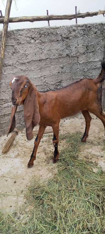 desi bakari