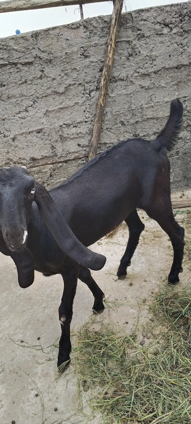 desi bakari — photo 2