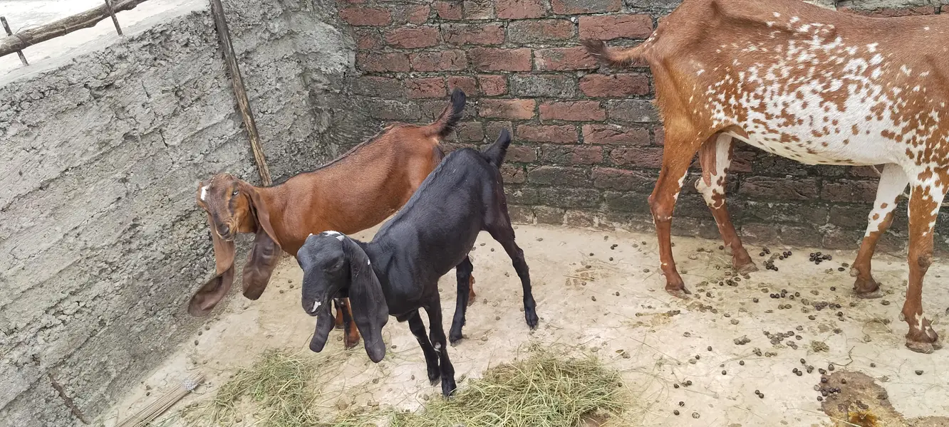 desi bakari — photo 4