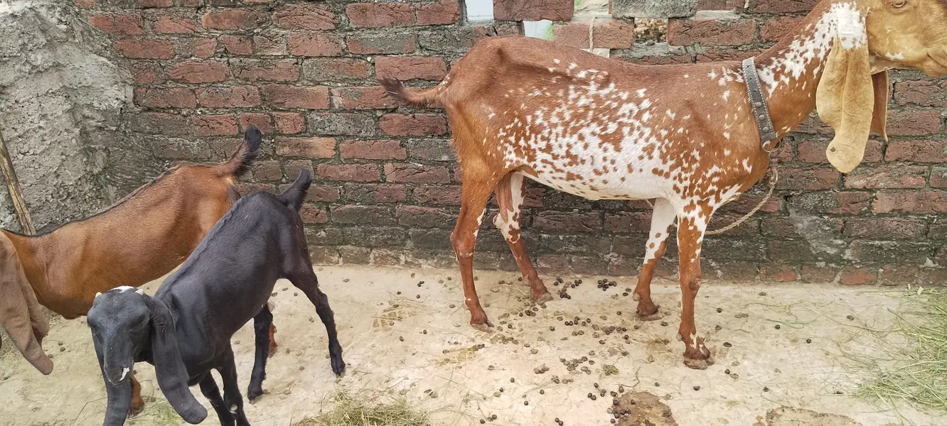 desi bakari — photo 5