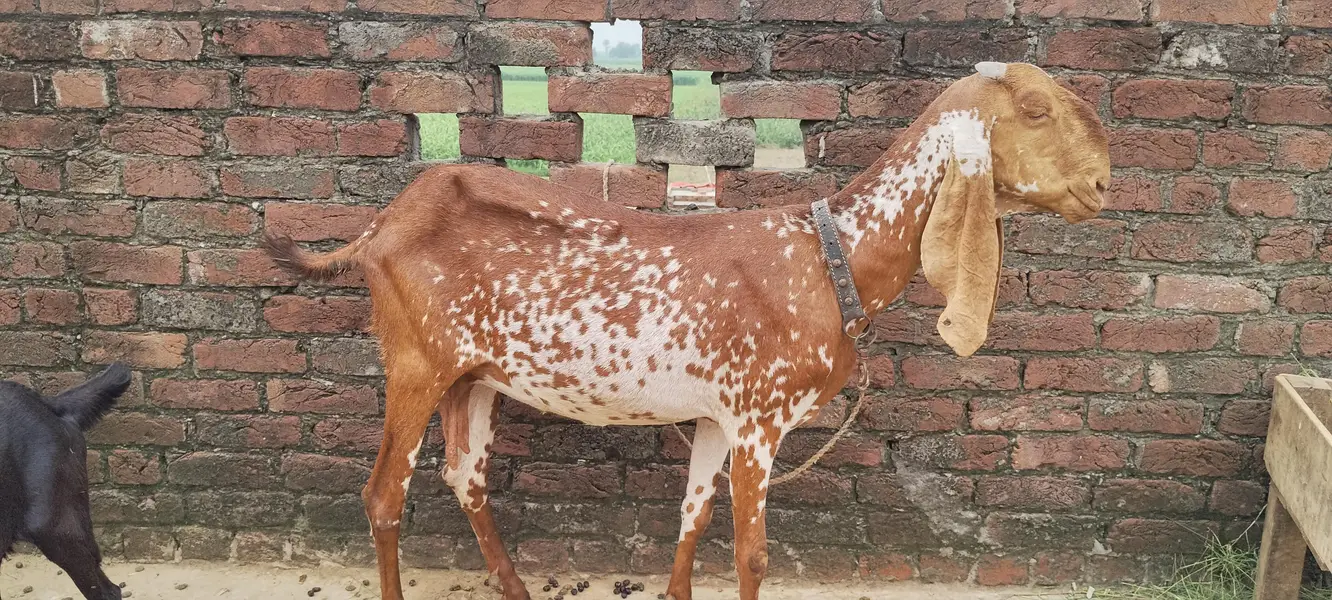 desi bakari — photo 6