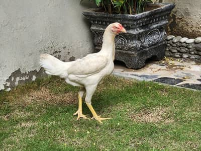 White Shamo male female