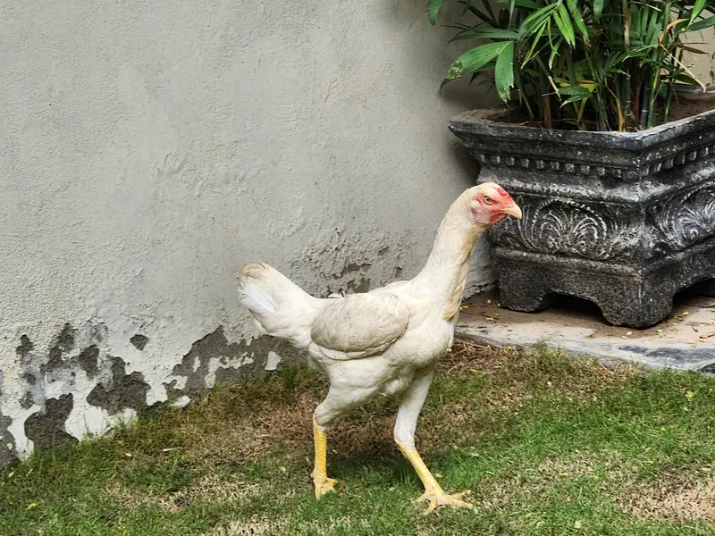 White Shamo male female — photo 4