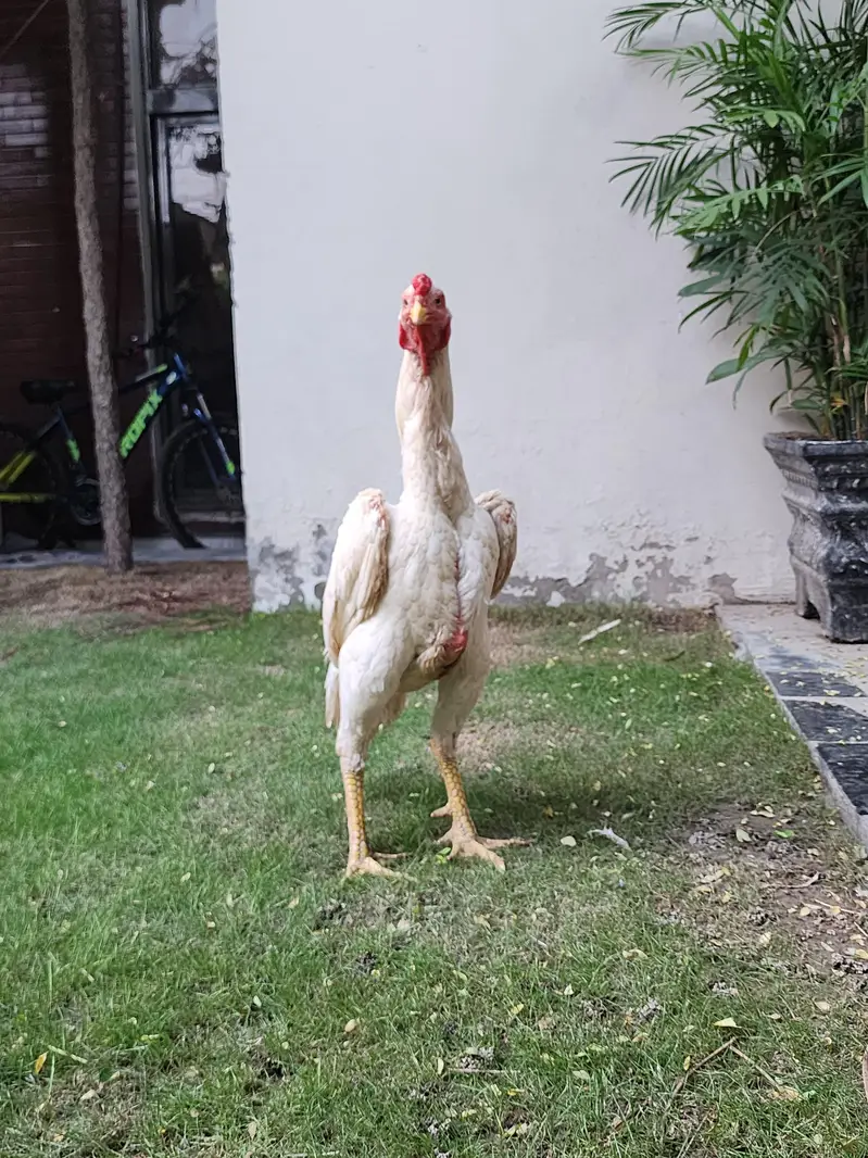 White Shamo male female — photo 7