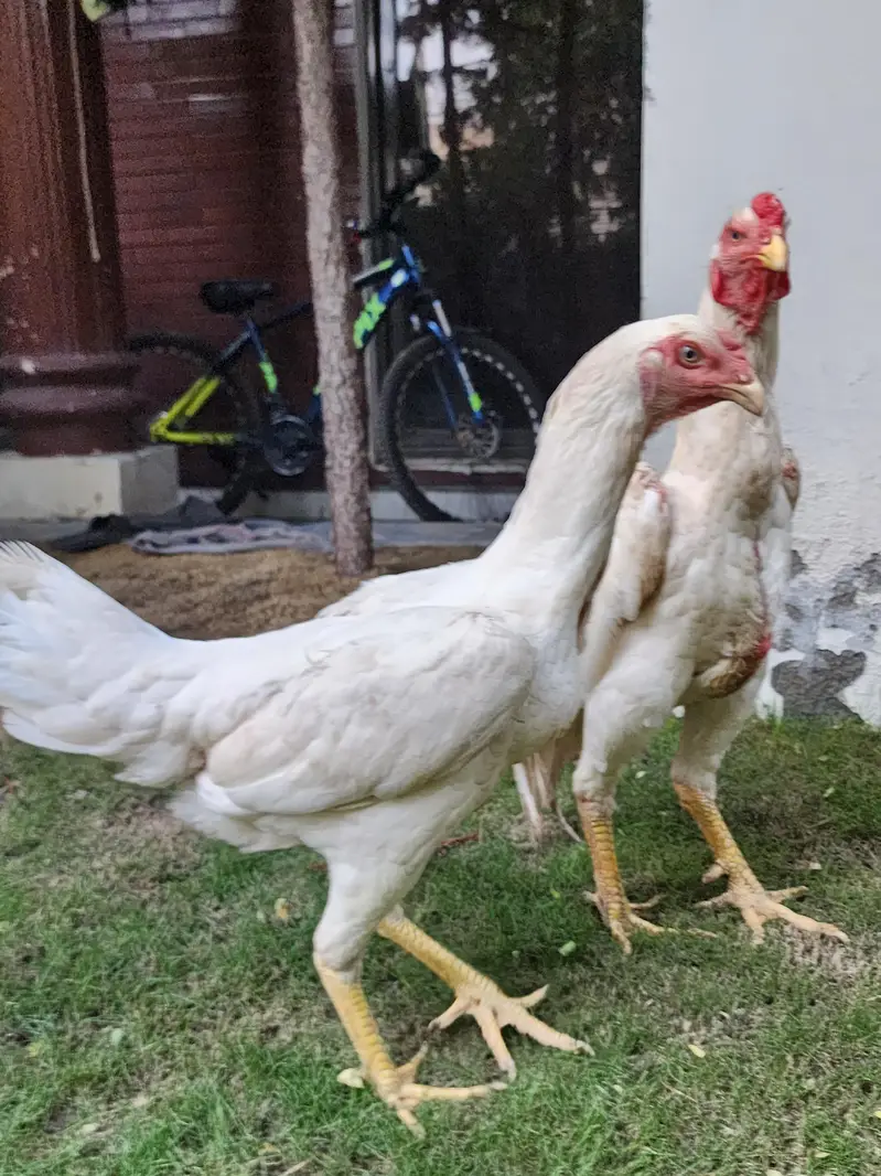 White Shamo male female — photo 9