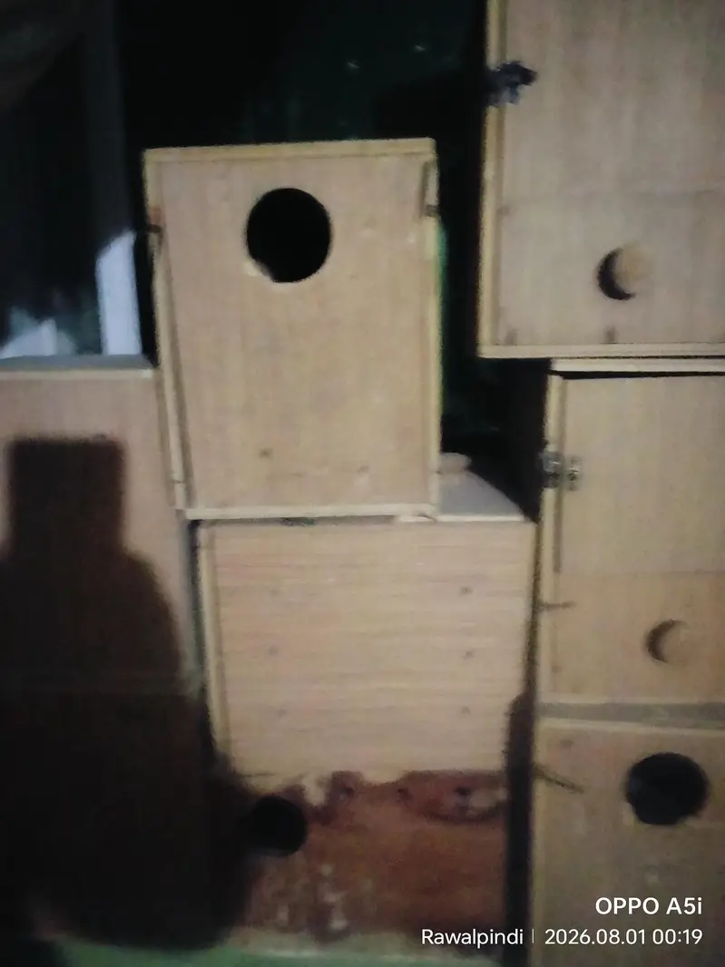 Good Quality Breeding boxes available — photo 2