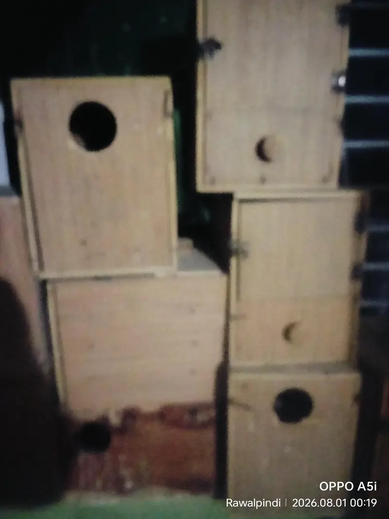 Good Quality Breeding boxes available — photo 3