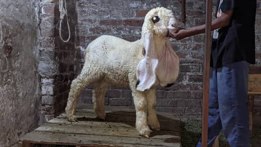 pure kajla chatra for sale