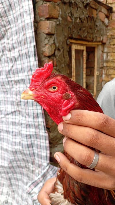 lakha