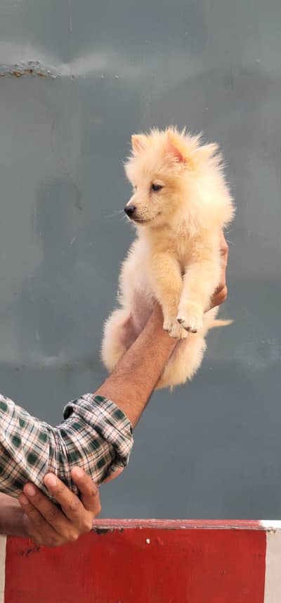 Pomranian X Japanese Spitz For Good Families