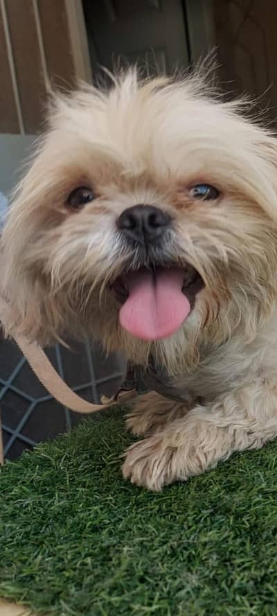 breeder shihtzu female