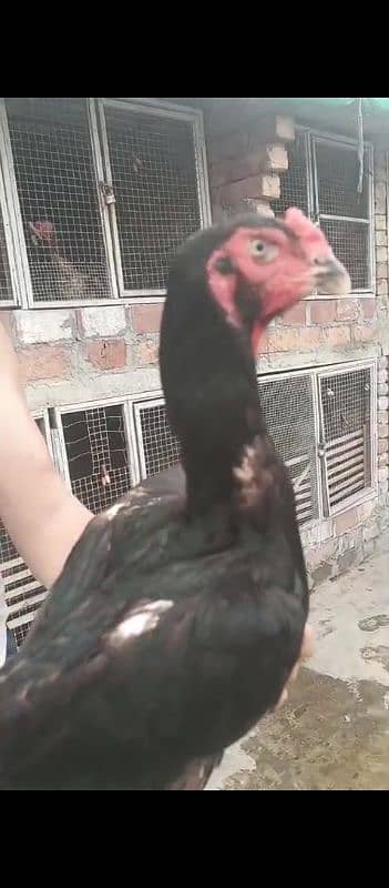 shamo 2