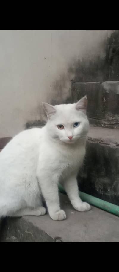 Male cat for sale