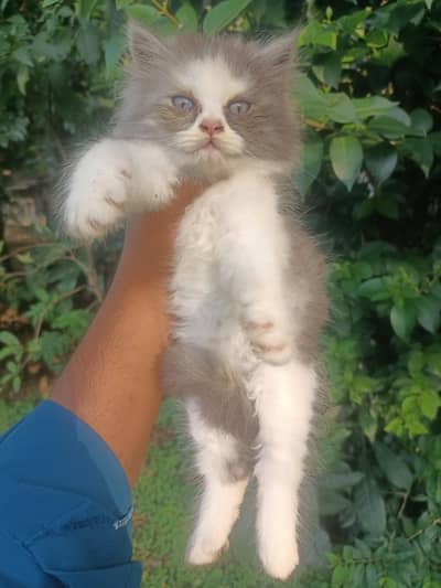 Pure persian punch calico female kitten