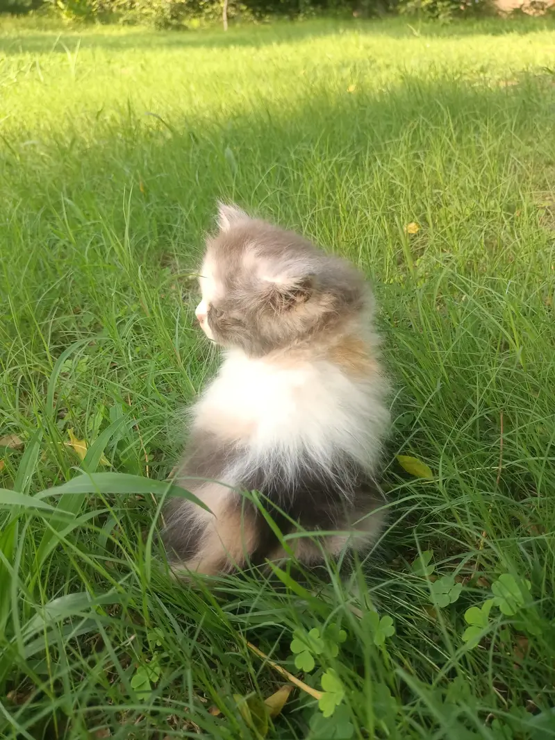 Pure persian punch calico female kitten — photo 2