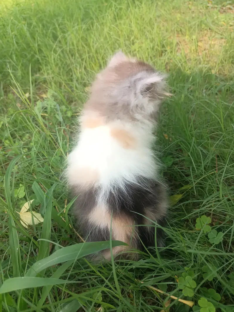 Pure persian punch calico female kitten — photo 3