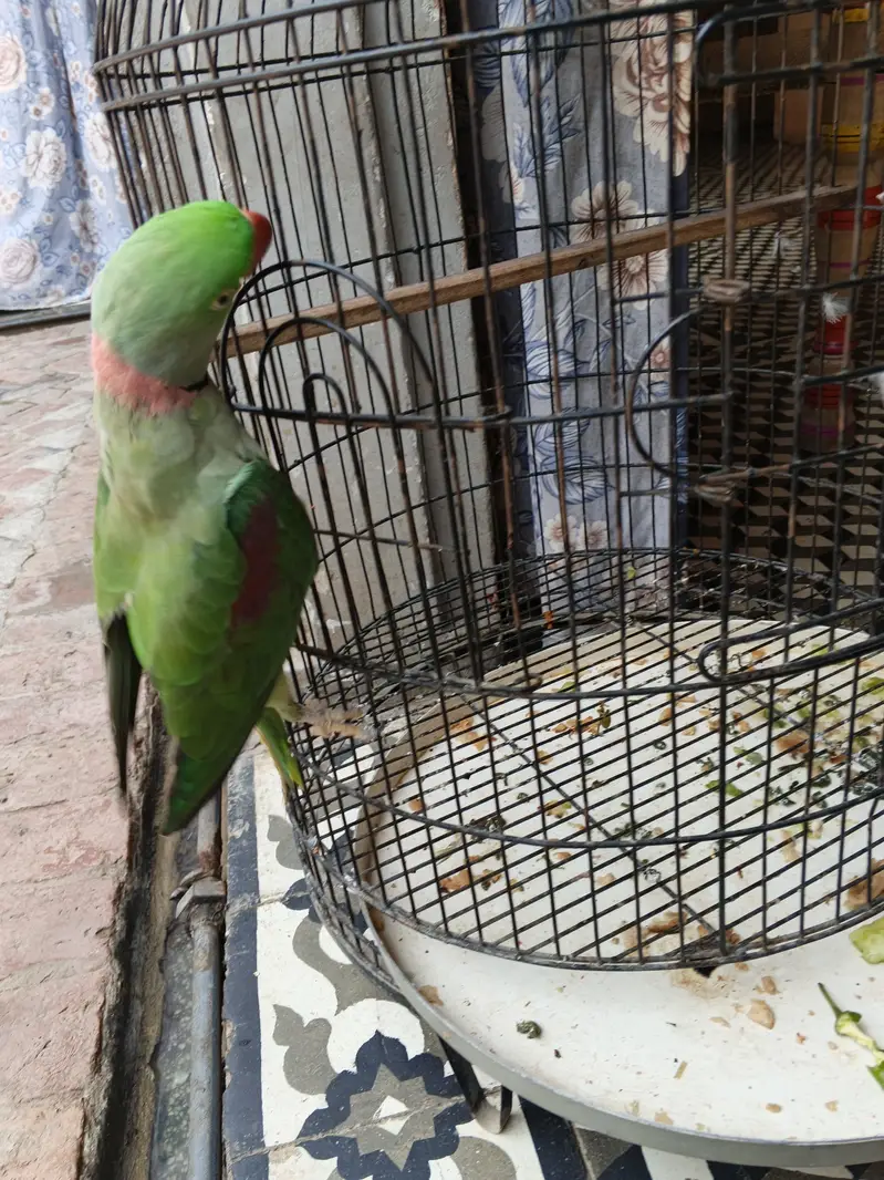kashmrii perrot full healthy no health problems — photo 4