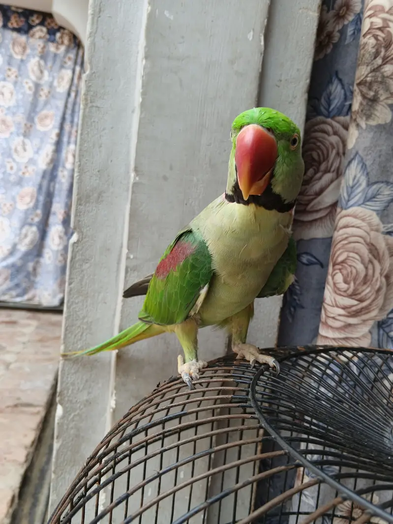 kashmrii perrot full healthy no health problems — photo 5