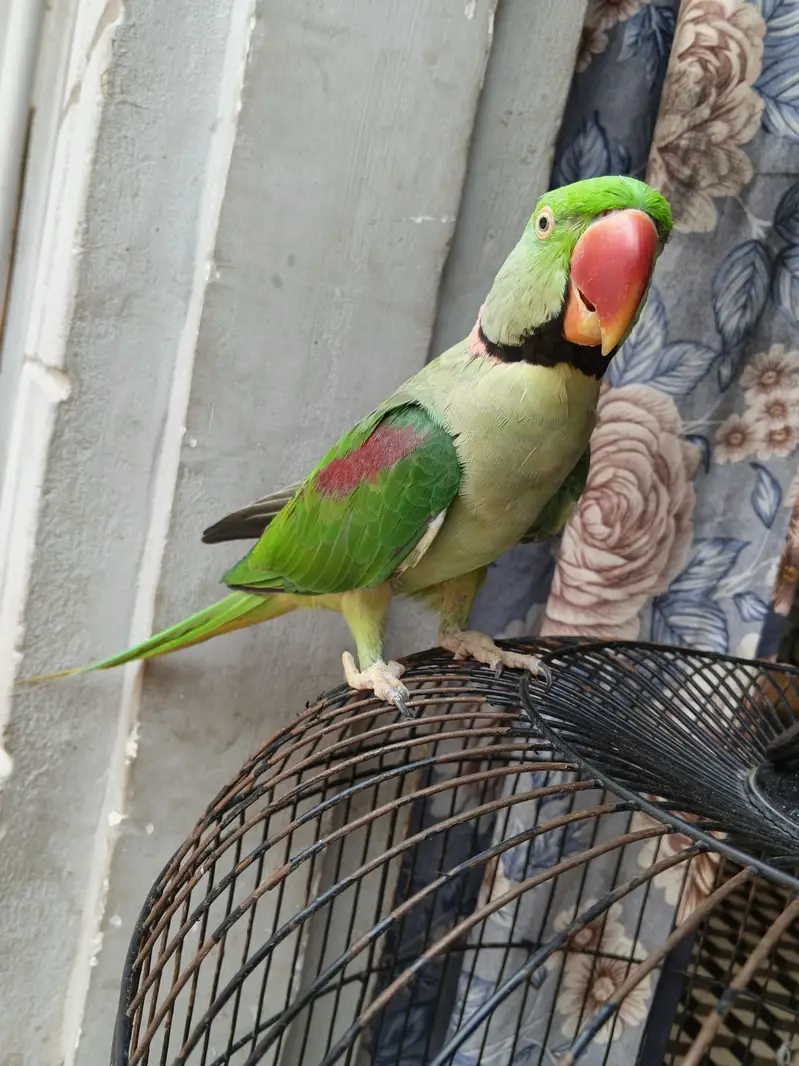 kashmrii perrot full healthy no health problems — photo 6