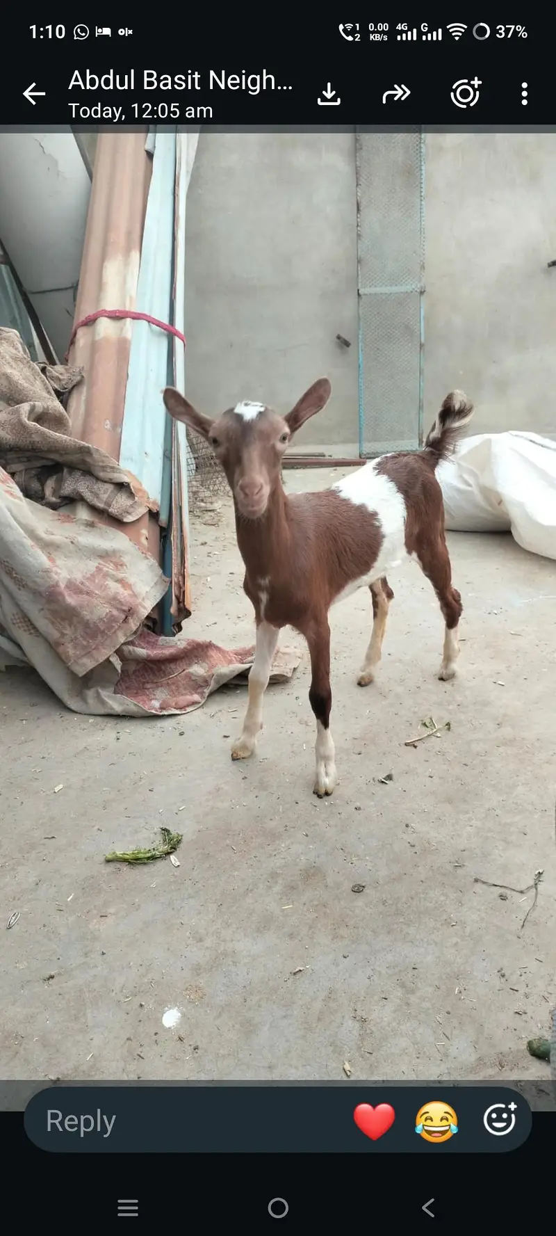 Kiran bacha teddy 2.5 month age — photo 2