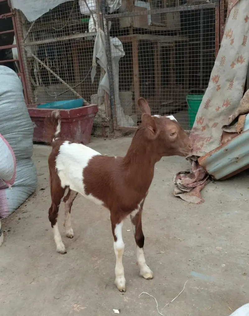 Kiran bacha teddy 2.5 month age — photo 4