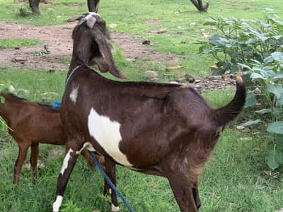 Betal bakri