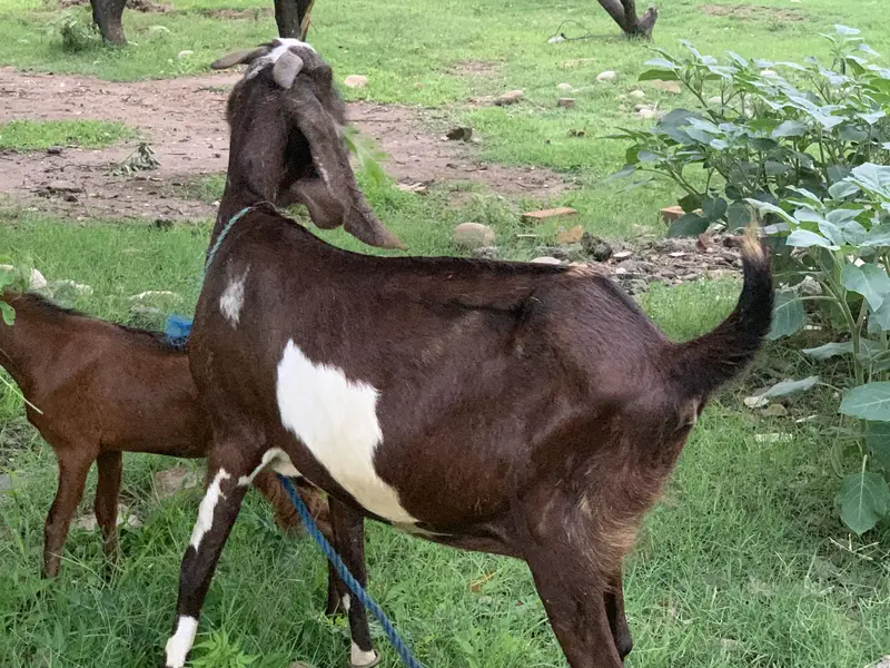 Betal bakri