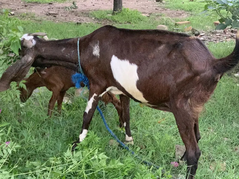 Betal bakri — photo 2