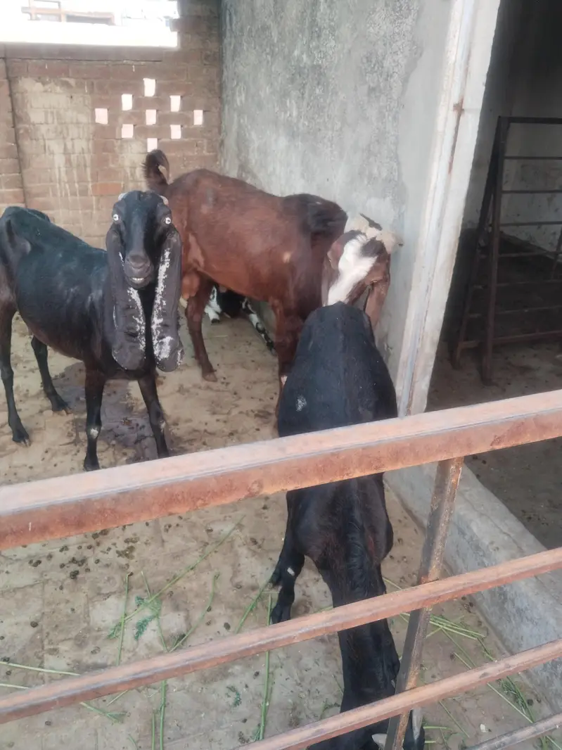amarsari ,beetal nagra bakri