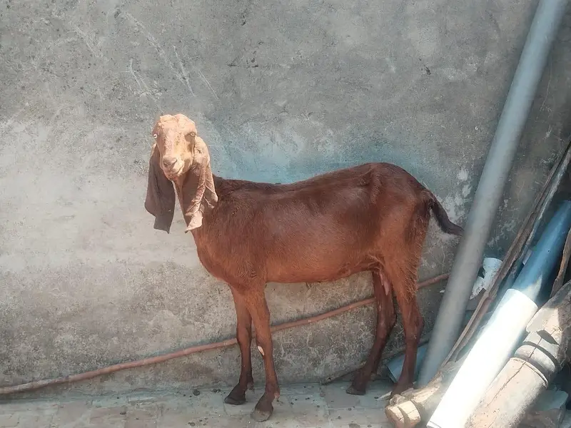 amarsari ,beetal nagra bakri — photo 2