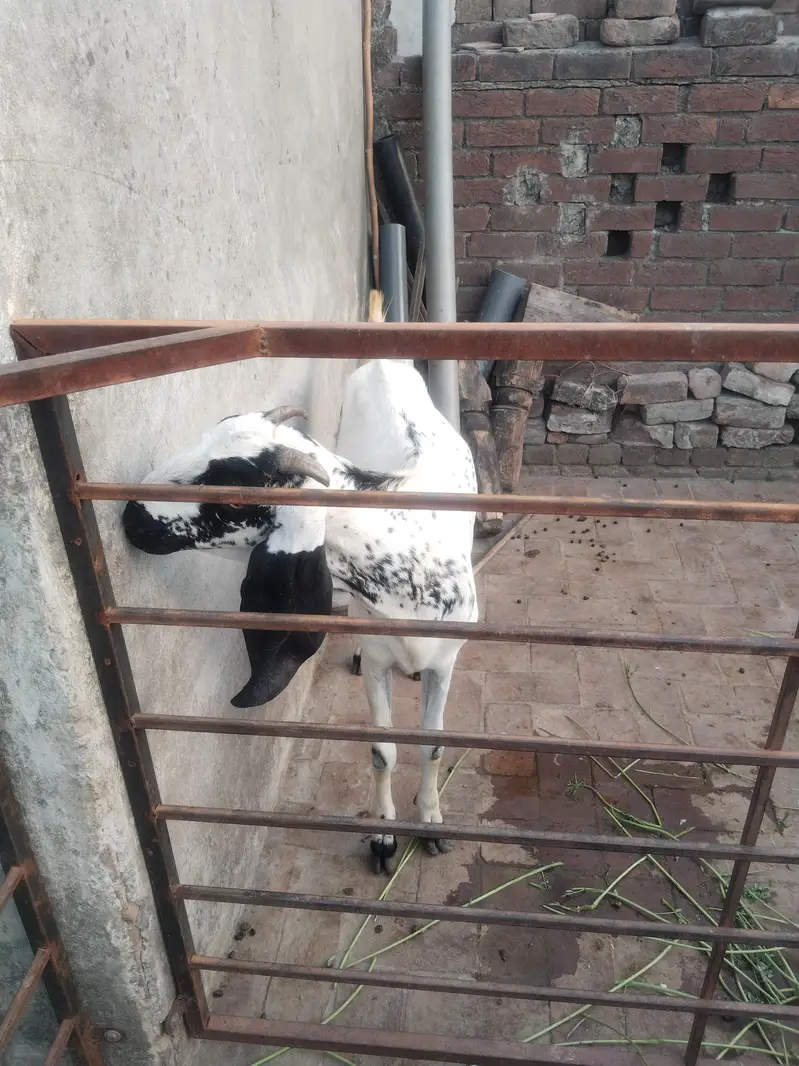 amarsari ,beetal nagra bakri — photo 3