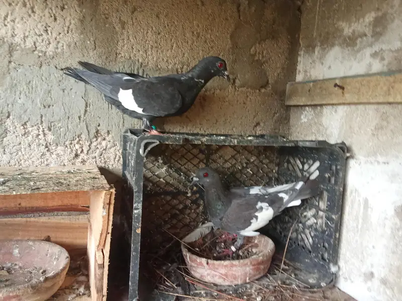 pigeon for sale