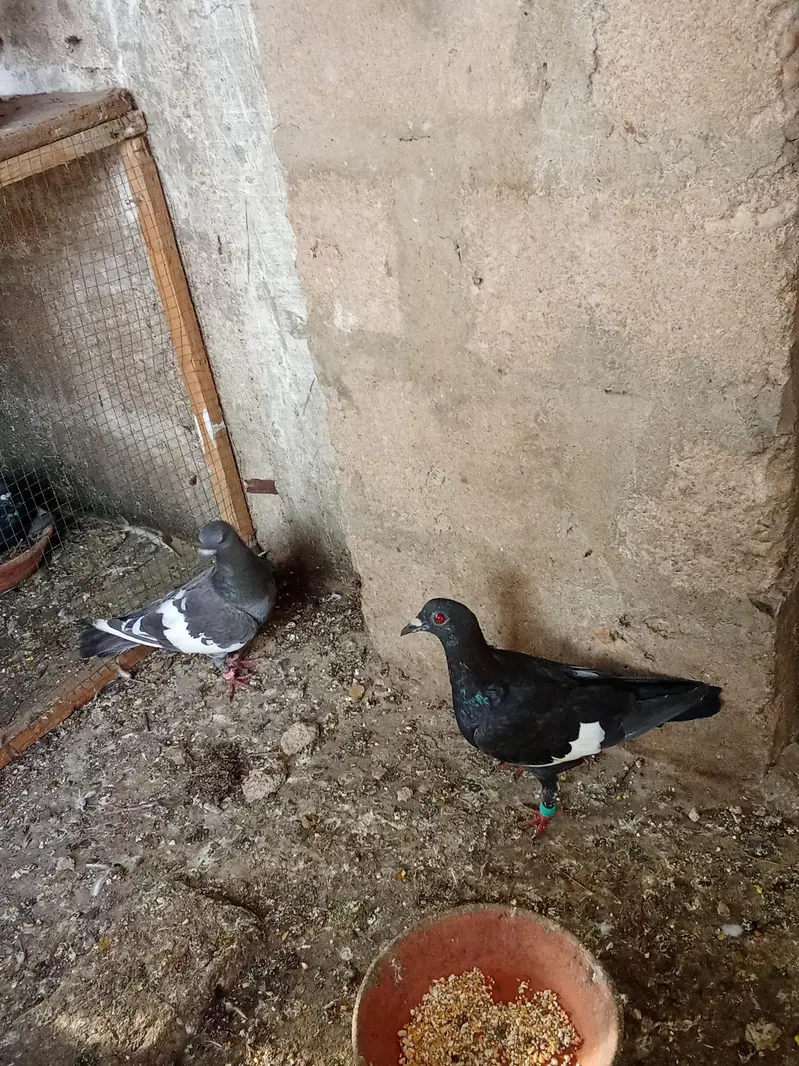 pigeon for sale — photo 2