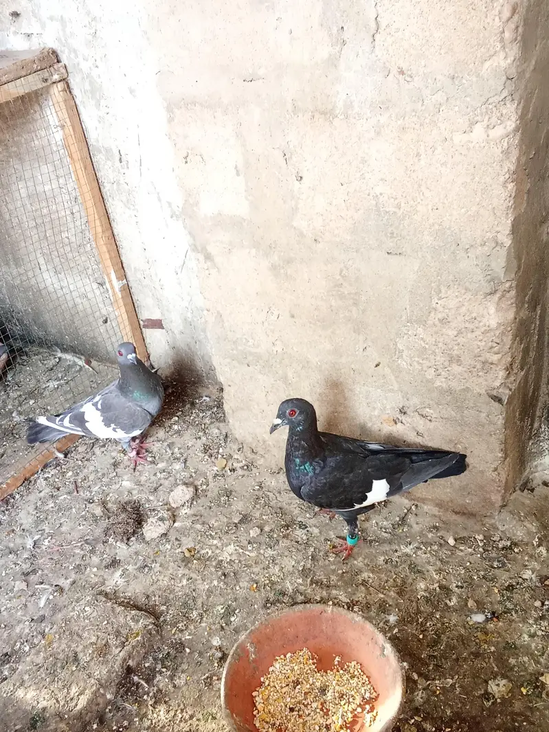 pigeon for sale — photo 3