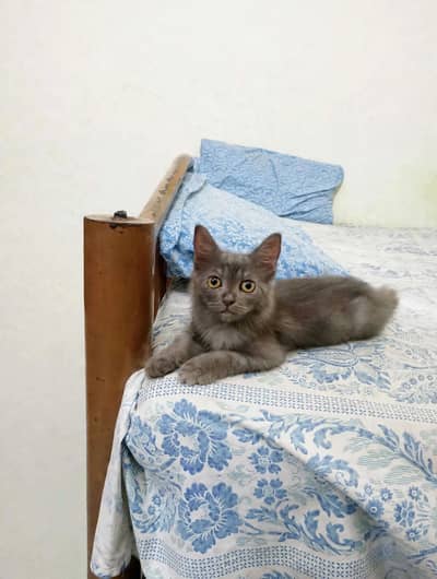 Persian Male Kitten (Urgent Sale)