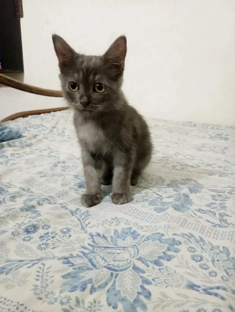 Persian Male Kitten (Urgent Sale) — photo 2