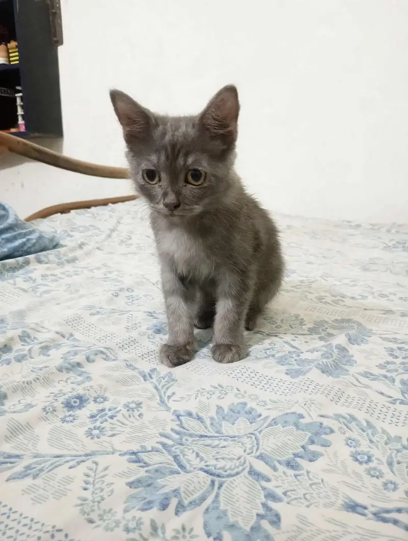 Persian Male Kitten (Urgent Sale) — photo 3