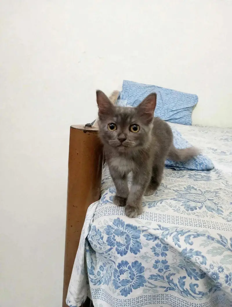 Persian Male Kitten (Urgent Sale) — photo 4
