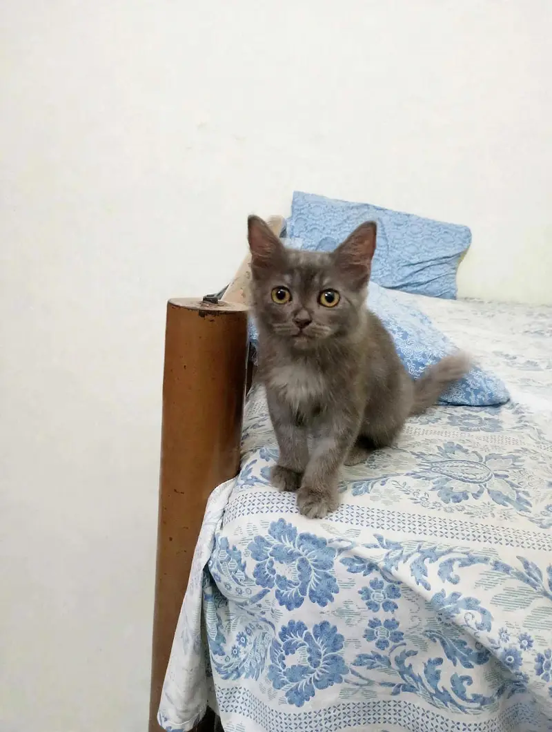Persian Male Kitten (Urgent Sale) — photo 5