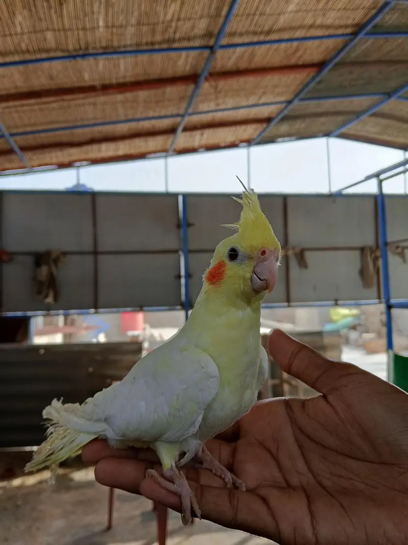 CREAM COCKTAIL FOR URGENT SALE