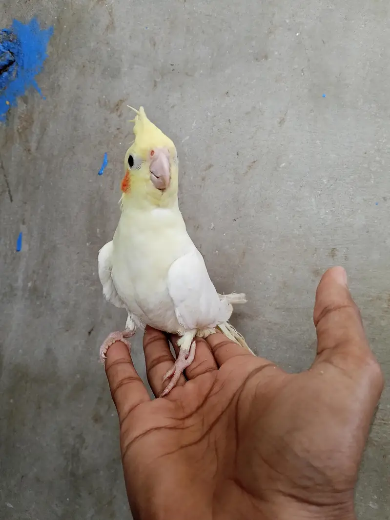 CREAM COCKTAIL FOR URGENT SALE — photo 4