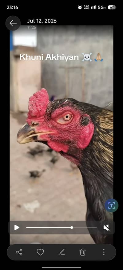 Imported breed males chicks